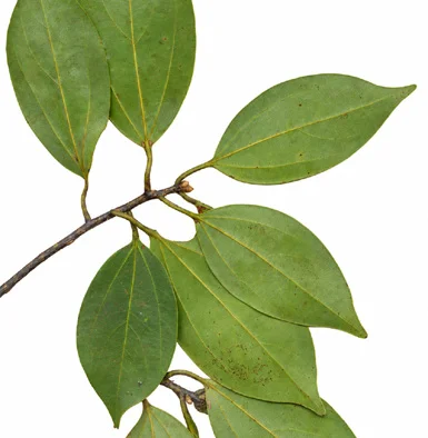 Cinnamomum malabatrum leaves