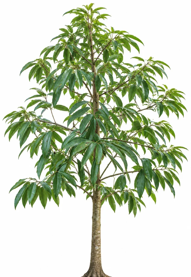 Wild cinnamon