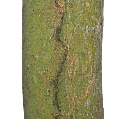 Cinnamomum verum bark