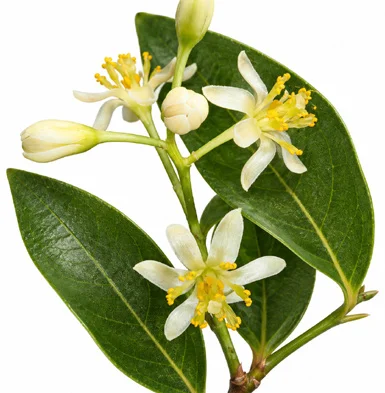 Cinnamomum verum flower