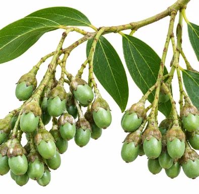 Cinnamomum verum fruit / seeds