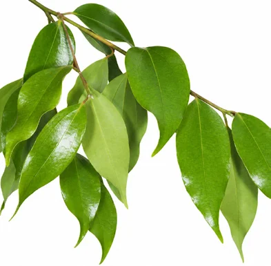 Cinnamomum verum leaves