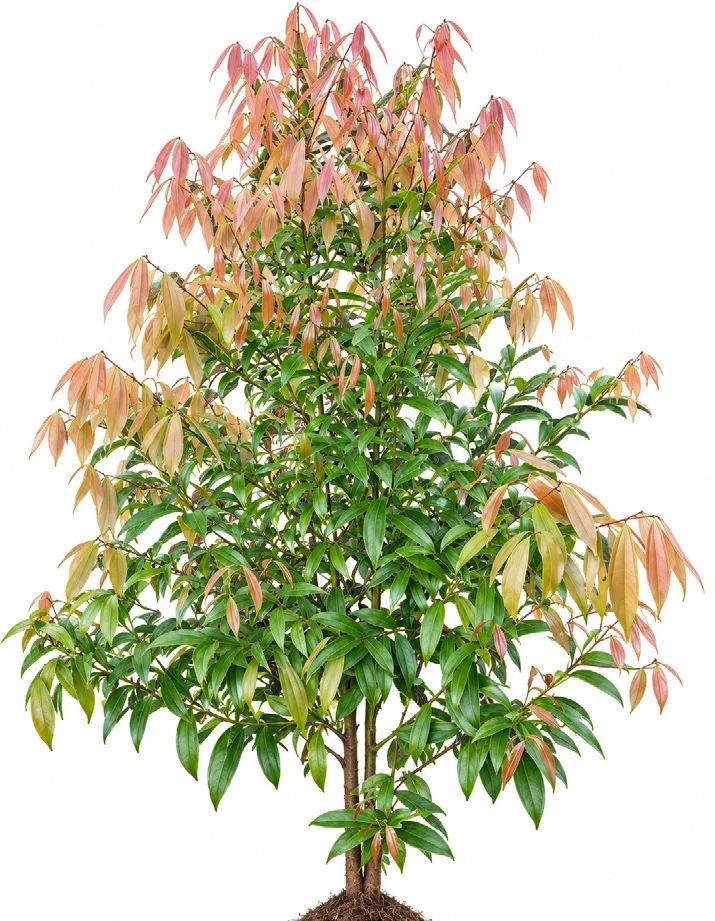 Cinnamon