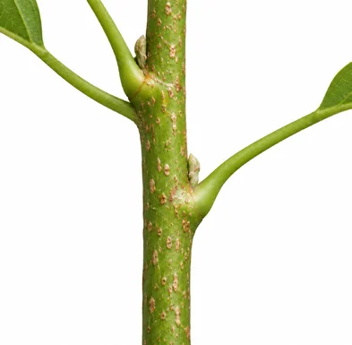 Cipadessa baccifera bark