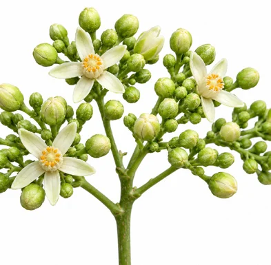 Cipadessa baccifera flower