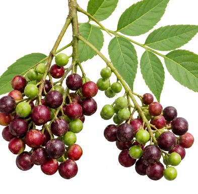 Cipadessa baccifera fruit / seeds