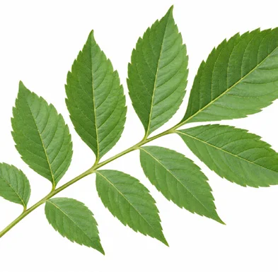 Cipadessa baccifera leaves