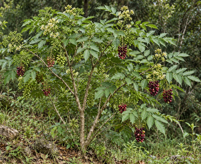 Oriental Purpleberry