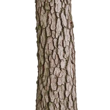 Clausena anisata bark