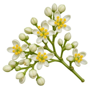 Clausena anisata flower