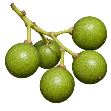 Clausena anisata fruit / seeds