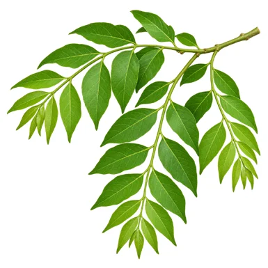 Clausena anisata leaves