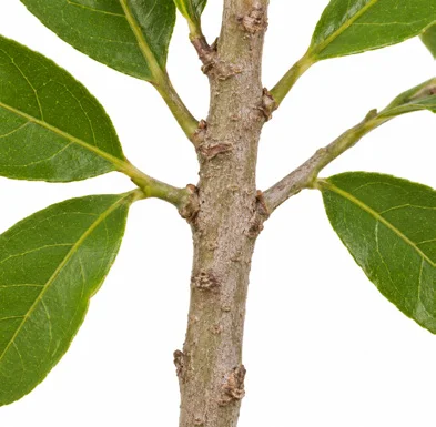 Clausena indica bark