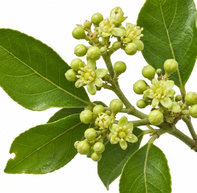 Clausena indica flower