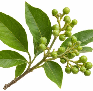 Clausena indica fruit / seeds