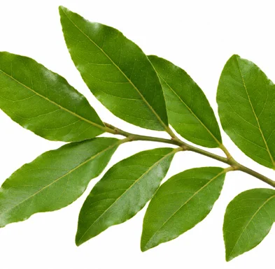 Clausena indica leaves
