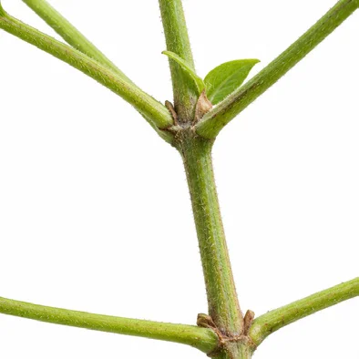 Clerodendrum chinense bark