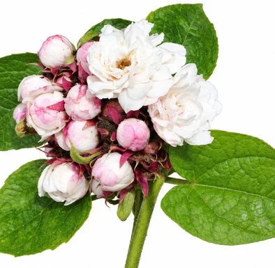 Clerodendrum chinense flower