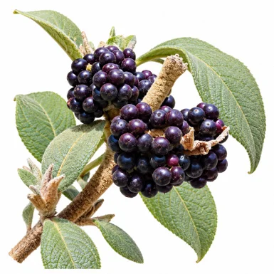 Clerodendrum chinense fruit / seeds