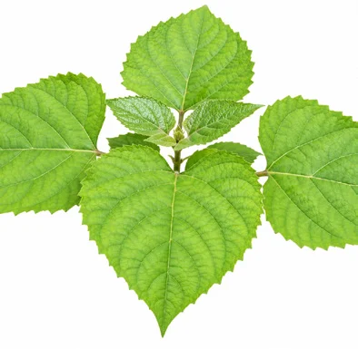 Clerodendrum chinense leaves