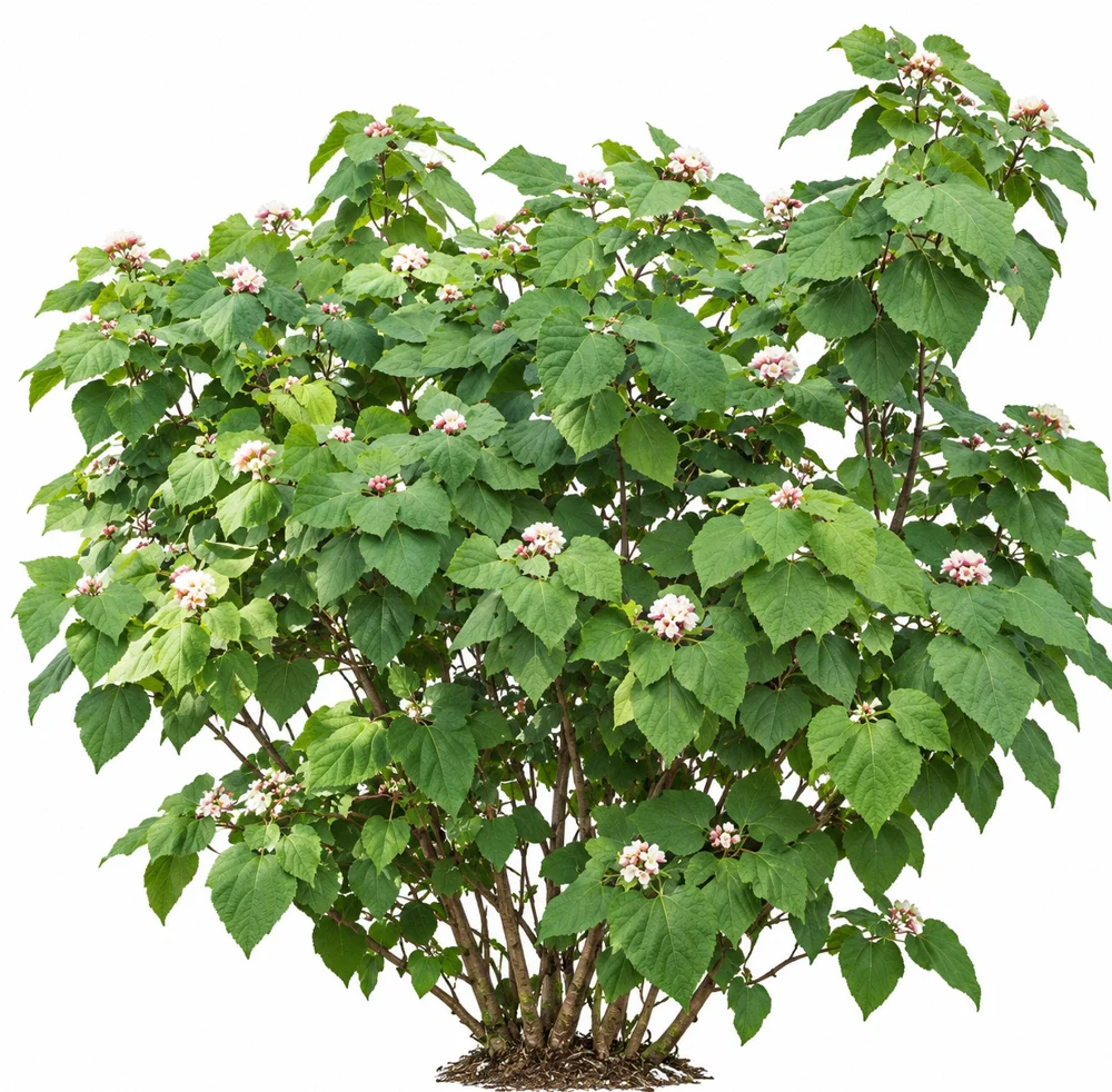 Chinese Glorybower