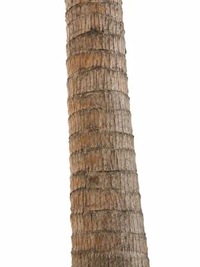 Cocos nucifera bark