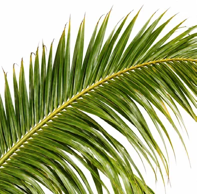 Cocos nucifera leaves