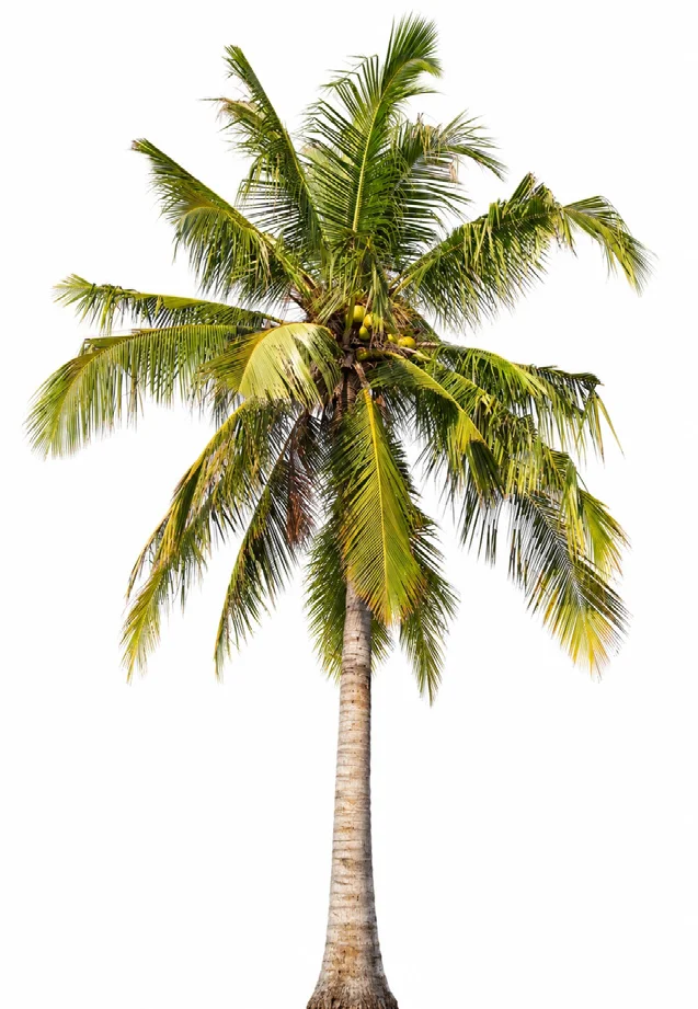 Coconut