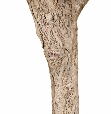Cordia dichotoma bark