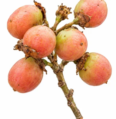Cordia dichotoma fruit / seeds