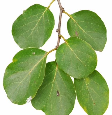 Cordia dichotoma leaves