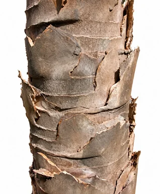 Corypha umbraculifera bark