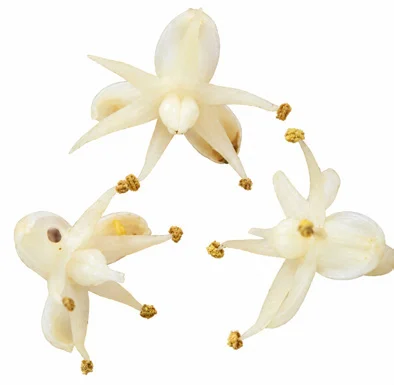 Corypha umbraculifera flower