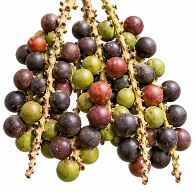 Corypha umbraculifera fruit / seeds