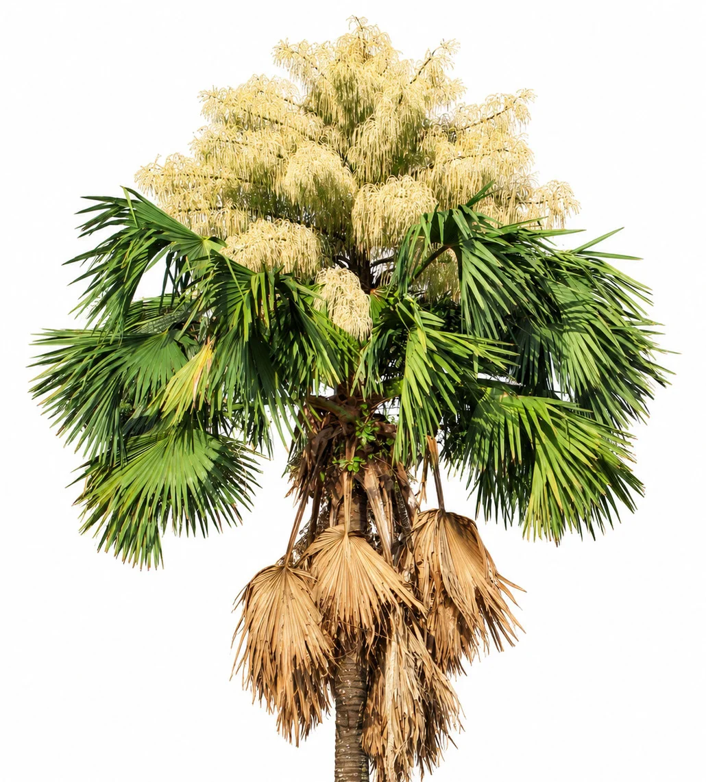 Talipot Palm