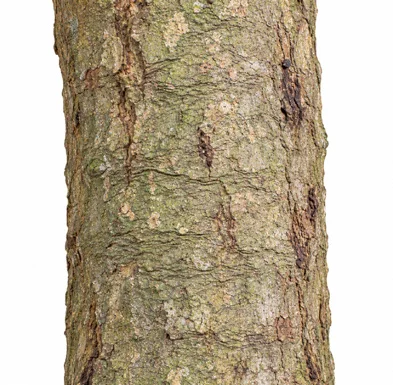 Coscinium fenestratum bark