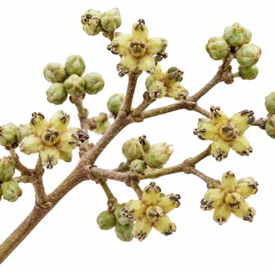 Coscinium fenestratum flower