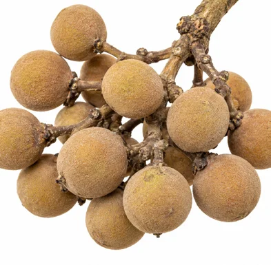 Coscinium fenestratum fruit / seeds