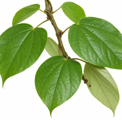 Coscinium fenestratum leaves