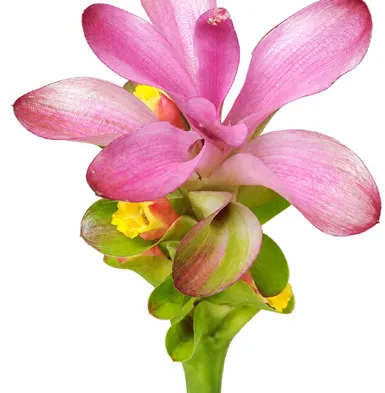 Curcuma aeruginosa flower