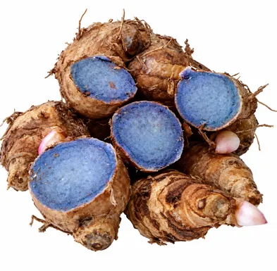 Curcuma aeruginosa fruit / seeds