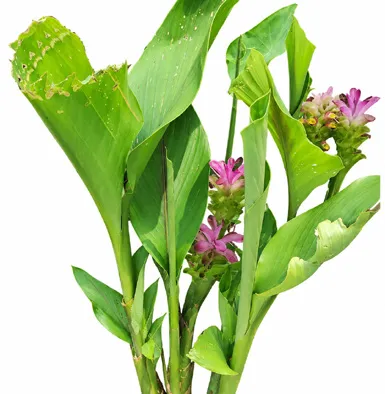 Curcuma aeruginosa leaves