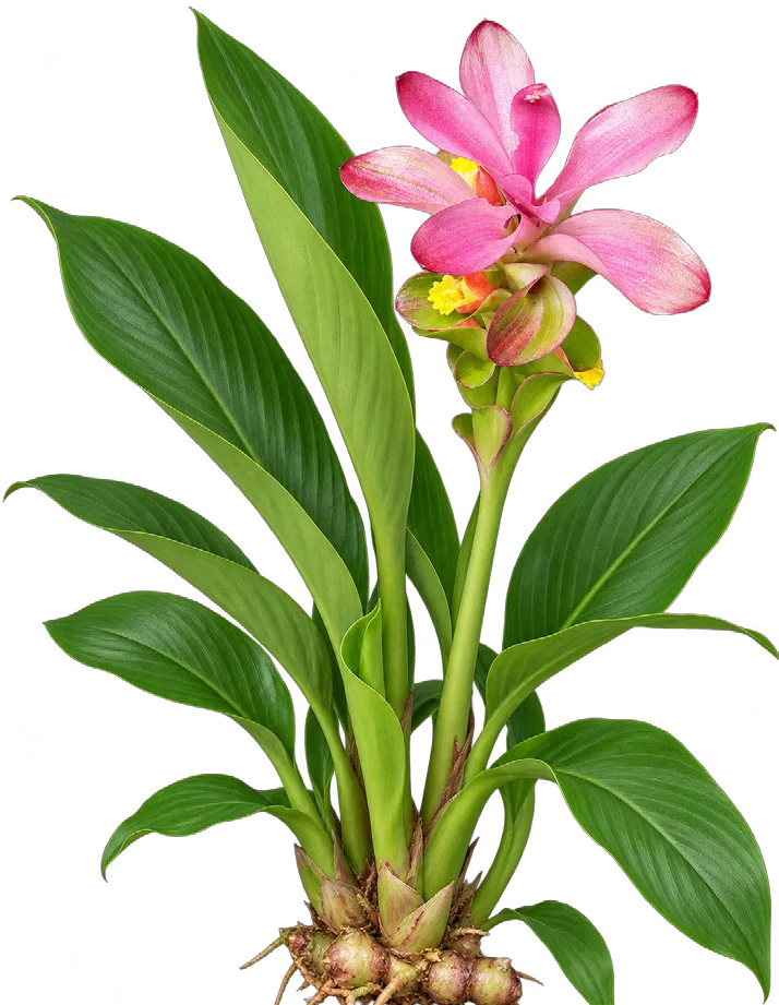 Pink and blue ginger
