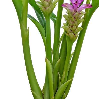 Curcuma aromatica bark