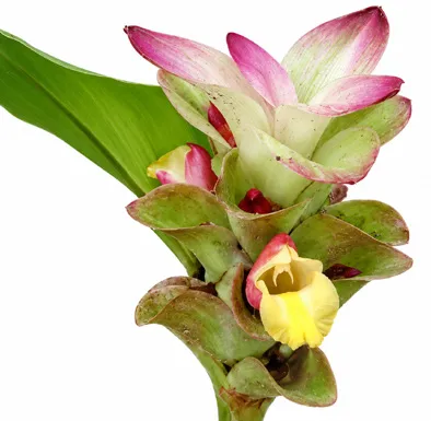 Curcuma aromatica flower