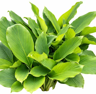 Curcuma aromatica leaves