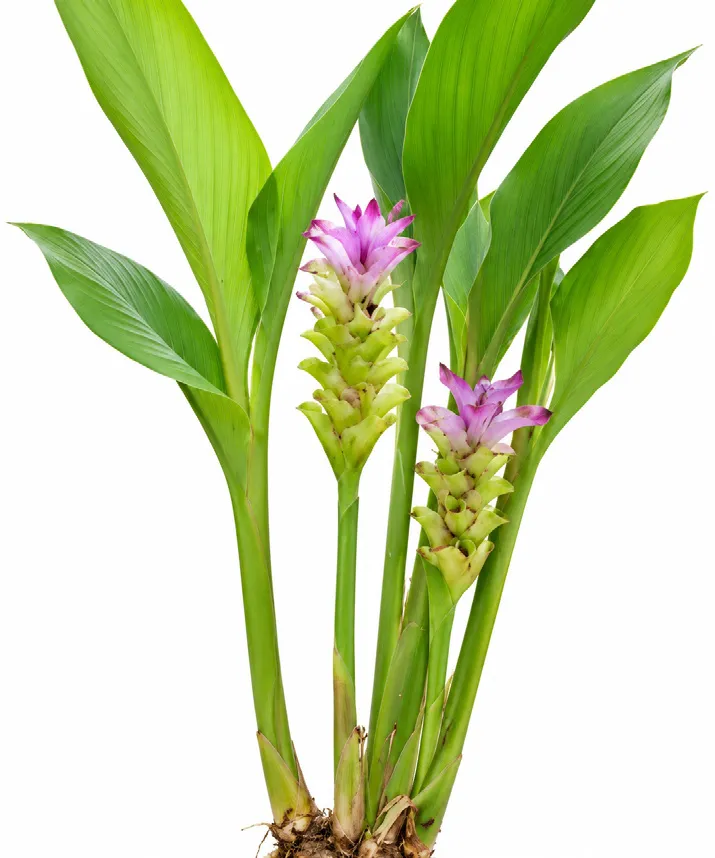 Wild turmeric