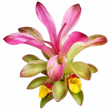 Curcuma caesia flower