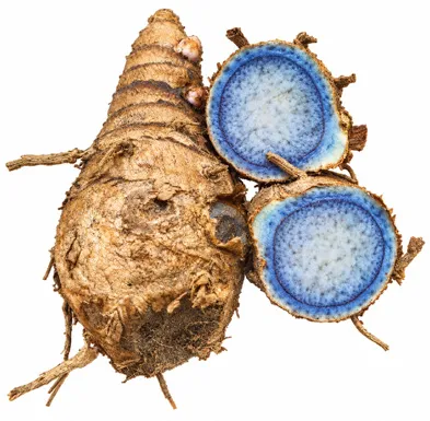 Curcuma caesia fruit / seeds