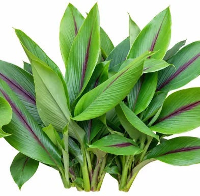 Curcuma caesia leaves